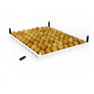 Bandeja de Incubación FLX80 con 9 Separadores Extraíbles