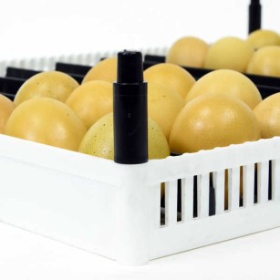 Bandeja de Incubación FLX80 con 9 Separadores Extraíbles