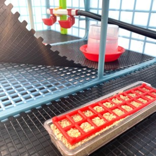 Criadora de Pollitos 5 Niveles (H: 25 cm) - Crianza Óptima