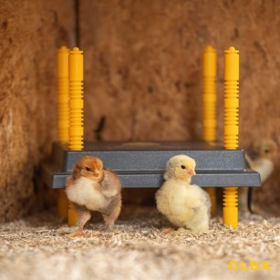 Placa Térmica para Pollitos 25 x 25 cm | Cría