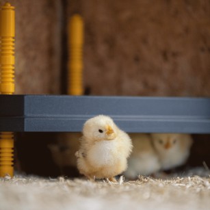 Placa Calefactora Esquinera para Pollitos 30 x 30 cm