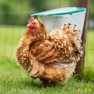 Comedero Para Gallinas Antidesperdicio Vfeeder