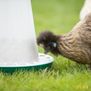 Comedero Tolva Antidesperdicio para Gallinas y Pollitos 1 Kg