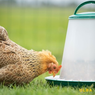 Comedero Tolva Antidesperdicio Gallinas y Pollitos 3 Kg