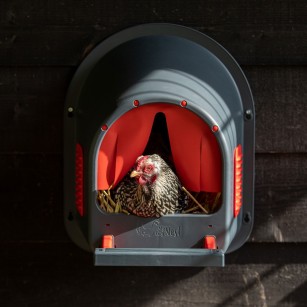 Ponedero MyCosyNest Verde - Confort Para Tus Gallinas