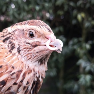 Anillos Antipicaje 15 mm 100 Unidades - Cría
