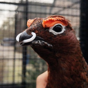 Anillos Antipicaje 20 mm 100 Piezas | Eggceterra