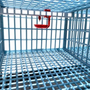 Jaula Para Codornices Ponedoras Jumbo Piso Adicional