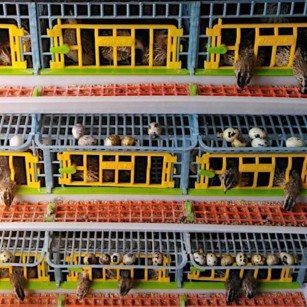 Jaula Para Codornices Ponedoras Jumbo 3 Pisos - Cría Óptima