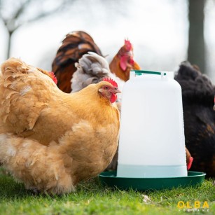 Bebedero para Gallinas y Aves de Corral 10L - Alta Calidad