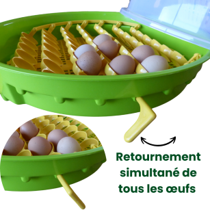 Incubadora Puisor IO-203 con Termostato Ajustable