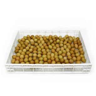 Cesta de Eclosión 160 Huevos CS160 - Calidad Pro para Cría