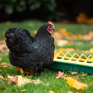 Comedero Lineal 30 cm para Aves y Gallinas
