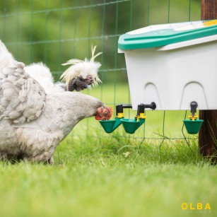 Bebedero Automático Para Gallinas AviAqua 8 Litros + Copas