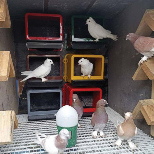 5 Nidos para Palomas o Ponederos para Gallinas Enanas