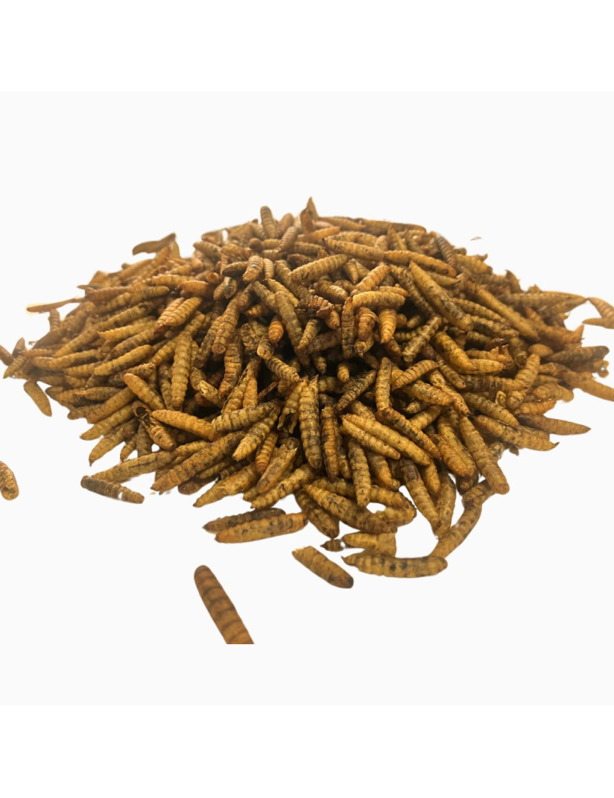 Insectes séchés, larves d'Hermetia Illucens (mouche soldat) 5 litres