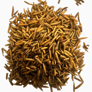 Insectes séchés, larves d'Hermetia Illucens (mouche soldat) 5 litres
