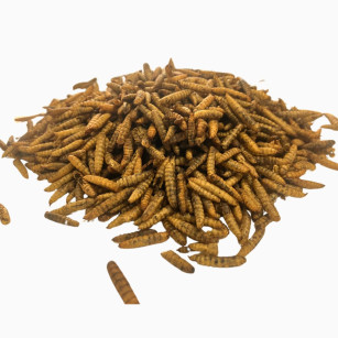 Insectes séchés, larves d'Hermetia Illucens (mouche soldat) 10 litres