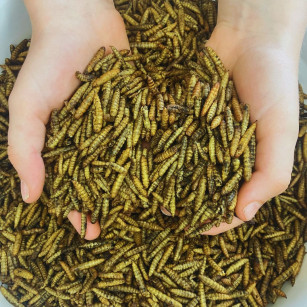 Insectos Secos, Larvas de Hermetia Illucens 10 Litros