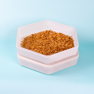 Kit Completo de Cría de Gusanos de la Harina