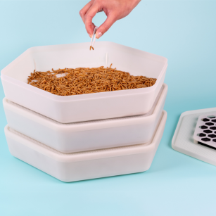 Kit Completo de Cría de Gusanos de la Harina