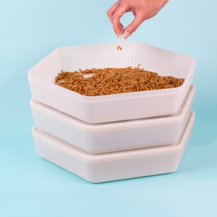 Kit Élevage Vers de Farine | Eggceterra