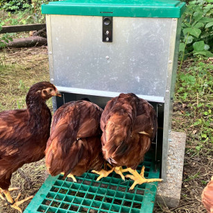 Mangeoire à pédale 12kg anti rats | Eggceterra élevage