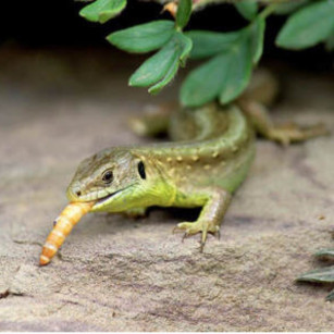 Kit Completo de Cría de Gusanos de la Harina