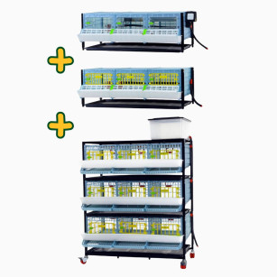 Kit de Cría de Codornices: Comprar Online