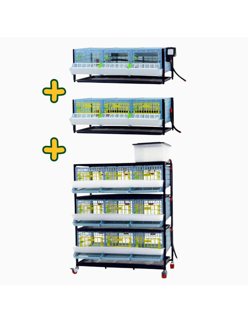 Kit de Cría de Codornices: Comprar Online