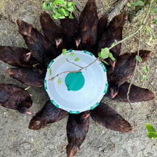 Bebedero Optimus para Gallinas y Aves de Gran Capacidad