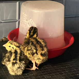 Bebedero Pollito 350 ml | Crianza Experta