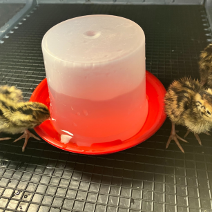 Bebedero Pollito 350 ml | Crianza Experta