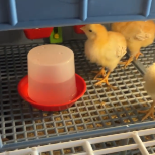 Bebedero Pollito 350 ml | Crianza Experta