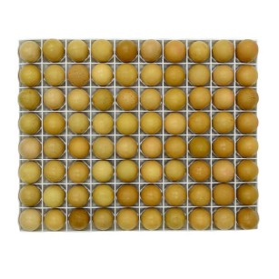 Bandeja de Incubación 80 Huevos de Gallina