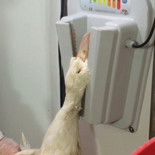 Assommoir Électronarcose Volaille et Lapin