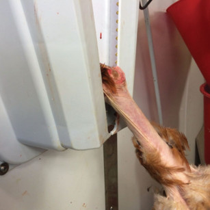 Assommoir Électronarcose Volaille et Lapin