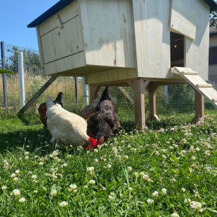 Poulailler en Bois Massif 19mm | 4-6 Poules | Artisanal & Anti-Poux