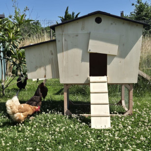 Poulailler en Bois Massif 19mm | 4-6 Poules | Artisanal & Anti-Poux