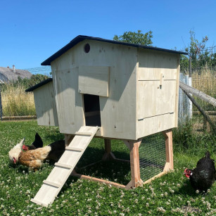 Poulailler en Bois Massif 19mm | 4-6 Poules | Artisanal & Anti-Poux