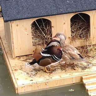 Nido Flotante Triple para Patos (3 Nidos)