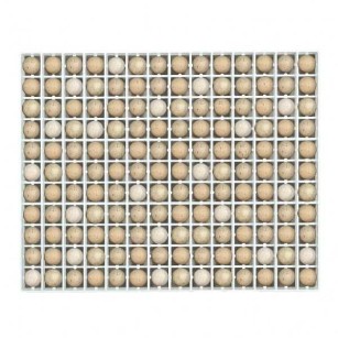 Bandeja de Incubación 154 Huevos de Perdiz