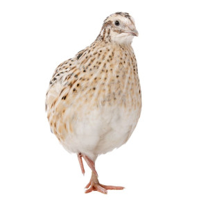 Bebederos para Codornices