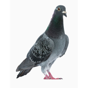 Bebederos para Palomas