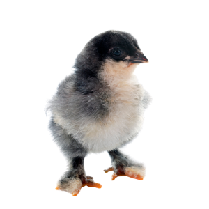 Jaulas Para Pollitos De Raza Grande