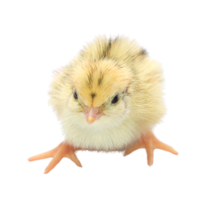 Jaulas de Cría para Codornices