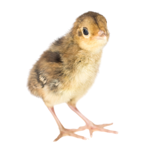 Jaulas para Pollitos de Faisán