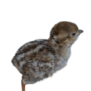 Jaulas para Perdices