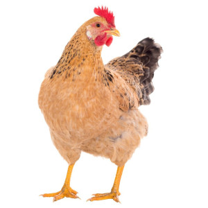 Incubadoras de Huevos