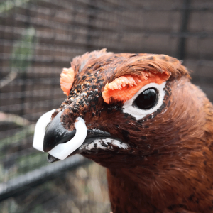 Gafas y Anillas Antipicaje